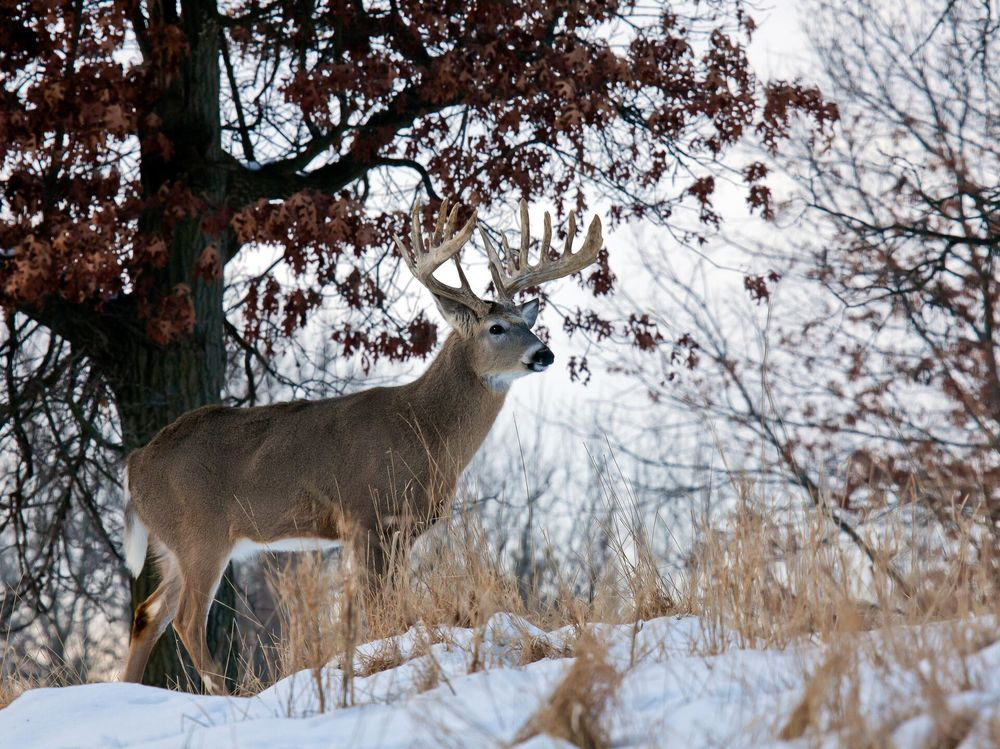 How to Track Bucks in Various Snow Conditions with a Hunting Bow-Lokearchery